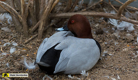 Common Pochard (Aythya ferina) porr&oacute;n europeo o porr&oacute;n com&uacute;n (Aythya ferina) Aythya ferina,Common Pochard,Fall,Geotagged,Spain