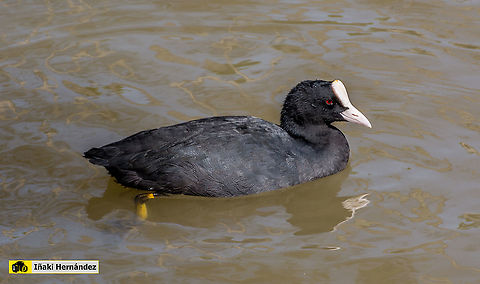 Eurasian coot (Fulica atra) Focha común (Fulica atra) Eurasian coot,Fulica atra,Geotagged,Spain,Summer