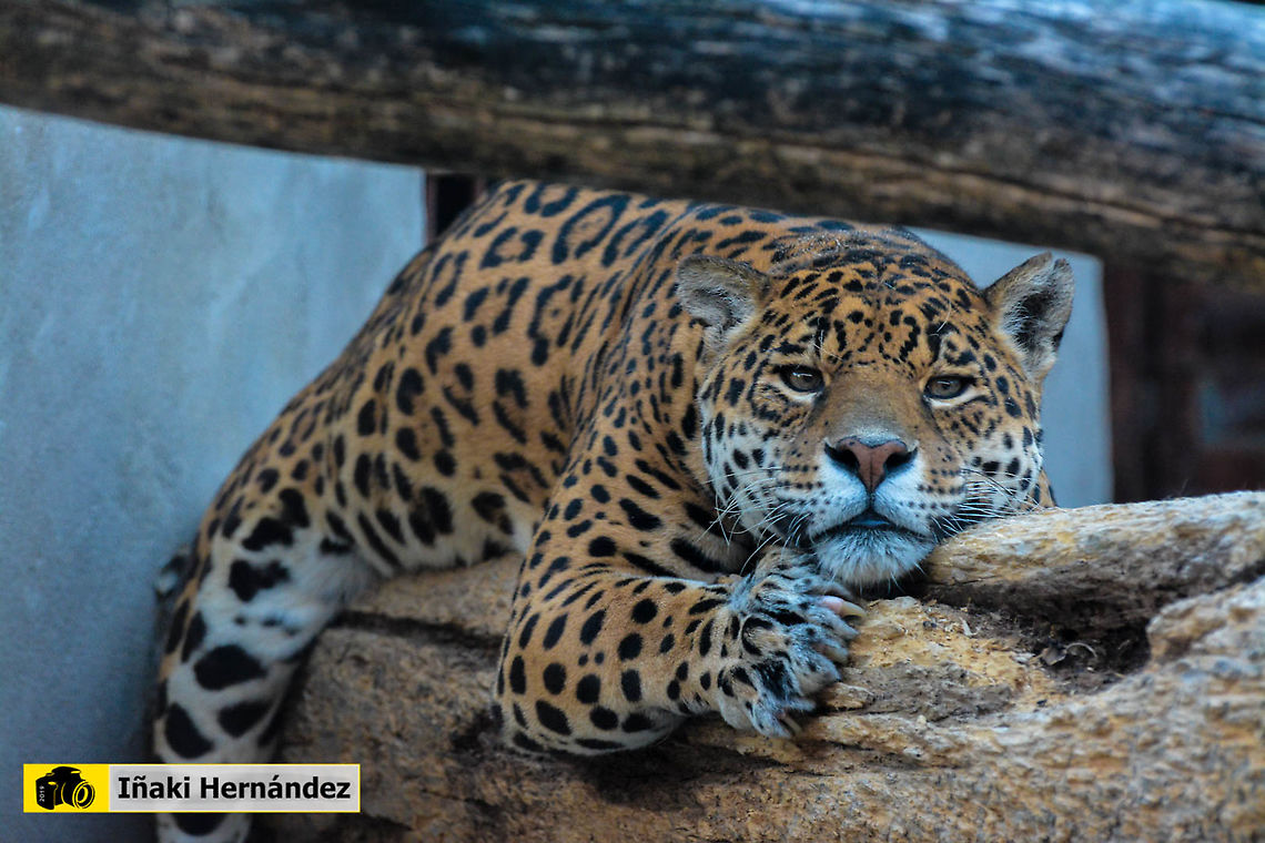 Jaguar (Panthera onca) Jaguar (Panthera onca) Geotagged,Jaguar,Panthera onca,Spain,Spring
