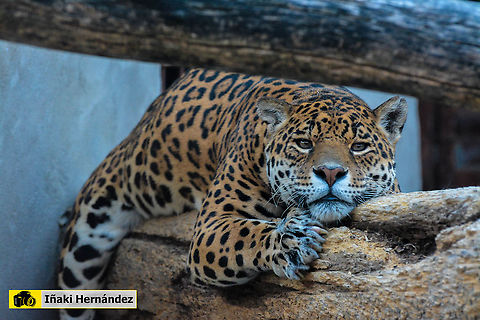 Jaguar (Panthera onca) Jaguar (Panthera onca) Geotagged,Jaguar,Panthera onca,Spain,Spring