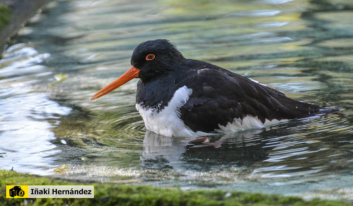 Eurasian oyster catcher (Haematopus ostralegus)​ Ostrero euroasi&aacute;tico (Haematopus ostralegus)​ Eurasian oyster catcher,Geotagged,Haematopus ostralegus,Portugal