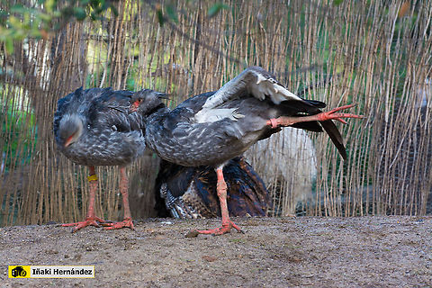 Southern Screamer (Chauna torquata) Chajá común​ (Chauna torquata) Chauna torquata,Geotagged,Southern Screamer,Spain,Winter
