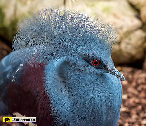 Scheepmakers crowned pigeon (Goura scheepmakeri) Gura de Scheepmaker (Goura scheepmakeri) Geotagged,Goura scheepmakeri,Scheepmakers crowned pigeon,Spain,Spring