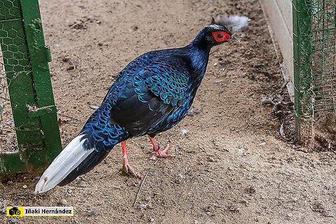 Vietnamese pheasant (Lophura edwardsi hatinhensis) Fais&aacute;n vietnamita (Lophura edwardsi hatinhensis) Geotagged,Lophura hatinhensis,Spain,Vietnamese pheasant