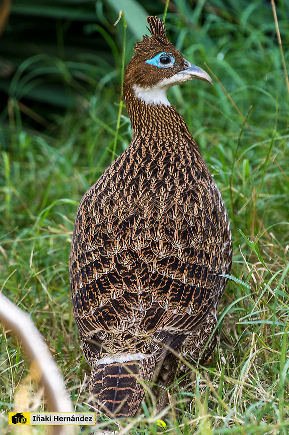 Himalayan Monal female (Lophophorus impejanus) Hembra de Monal del Himalaya (Lophophorus impejanus)<br />
<br />
Male / Macho:<br />
<figure class="photo"><a href="https://www.jungledragon.com/image/127096/himalayan_monal_lophophorus_impejanus.html" title="Himalayan Monal (Lophophorus impejanus)"><img src="https://s3.amazonaws.com/media.jungledragon.com/images/6660/127096_thumb.jpg?AWSAccessKeyId=05GMT0V3GWVNE7GGM1R2&Expires=1759968010&Signature=yvN%2FIFBSiVrTEcG4Jw7tZ4bFKWE%3D" width="200" height="132" alt="Himalayan Monal (Lophophorus impejanus) Fais&aacute;n monal del Himalaya (Lophophorus impejanus)<br />
<br />
Female / Hembra:<br />
https://www.jungledragon.com/image/127116/himalayan_monal_female_lophophorus_impejanus.html Geotagged,Himalayan Monal (Danphe),Lophophorus impejanus,Spain" /></a></figure><br />
<br />
<figure class="photo"><a href="https://www.jungledragon.com/image/146107/himalayan_monal_lophophorus_impejanus.html" title="Himalayan Monal (Lophophorus impejanus)"><img src="https://s3.amazonaws.com/media.jungledragon.com/images/6660/146107_thumb.jpg?AWSAccessKeyId=05GMT0V3GWVNE7GGM1R2&Expires=1759968010&Signature=P%2BiVDxydqBqv6g8AVgnn9eng7H0%3D" width="122" height="152" alt="Himalayan Monal (Lophophorus impejanus) Monal del Himalaya (Lophophorus impejanus)<br />
<br />
Female / Hembra<br />
https://www.jungledragon.com/image/127116/himalayan_monal_female_lophophorus_impejanus.html Geotagged,Himalayan Monal (Danphe),Lophophorus impejanus,Spain" /></a></figure> Geotagged,Himalayan Monal (Danphe),Lophophorus impejanus,Spain