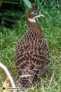 Himalayan Monal female (Lophophorus impejanus) Hembra de Monal del Himalaya (Lophophorus impejanus)

Male / Macho:
https://www.jungledragon.com/image/127096/himalayan_monal_lophophorus_impejanus.html

https://www.jungledragon.com/image/146107/himalayan_monal_lophophorus_impejanus.html Geotagged,Himalayan Monal (Danphe),Lophophorus impejanus,Spain