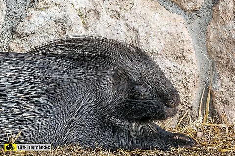 Cape porcupine (Hystrix africaeaustralis) Puercoesp&iacute;n del Cabo (Hystrix africaeaustralis) Cape porcupine,Geotagged,Hystrix africaeaustralis,Spain