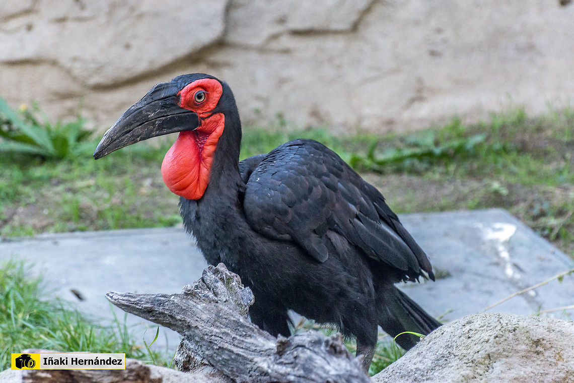 Southern Ground Hornbill (Bucorvus leadbeateri) Calao terrestre (Bucorvus leadbeateri) Bucorvus leadbeateri,Geotagged,Southern Ground Hornbill,Spain