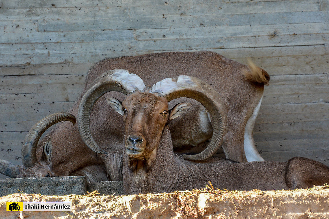 Barbary sheep (Ammotragus lervia) Arrui (Ammotragus lervia) Ammotragus lervia,Barbary sheep,Geotagged,Spain