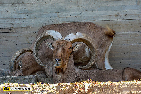 Barbary sheep