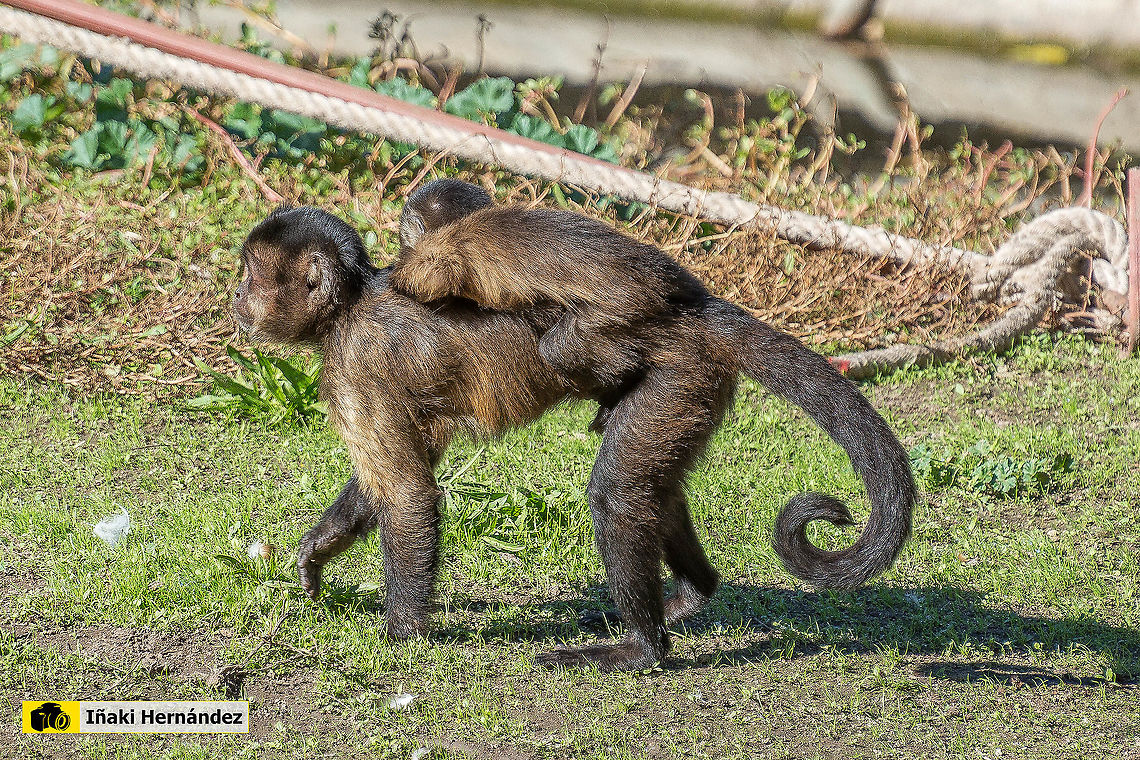 Tufted capuchin (Cebus apella) Capuchino (Cebus apella) Cebus apella,Geotagged,Spain,Tufted capuchin