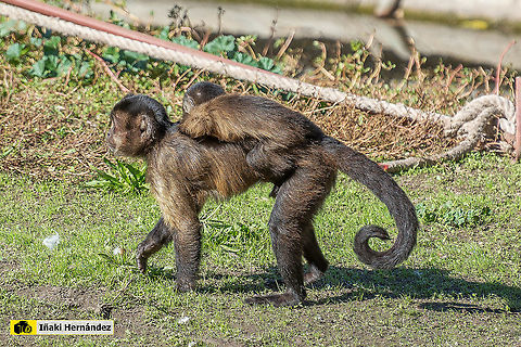 Tufted capuchin (Cebus apella) Capuchino (Cebus apella) Cebus apella,Geotagged,Spain,Tufted capuchin