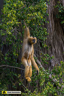 Southern Yellow-cheeked Gibbon