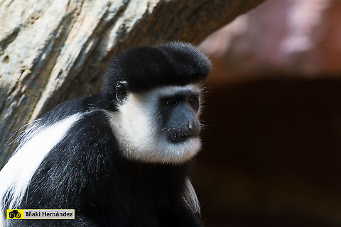 Mantled guereza (Colobus guereza) Colobo oriental negro y blanco (Colobus guereza) Colobus guereza,Geotagged,Mantled guereza,Spain,Spring