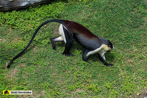 Roloway monkey (Cercopithecus roloway) El cercopiteco de Roloway (Cercopithecus roloway) Cercopithecus roloway,Geotagged,Roloway monkey,Spain,Spring