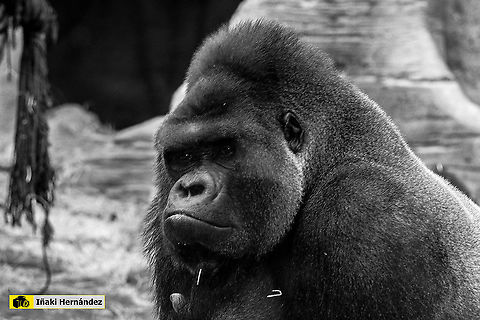 Western lowland gorilla (Gorilla gorilla gorilla) Gorila occidental de llanura, tambi&eacute;n llamado gorila occidental de planicie o gorila de costa​ (Gorilla gorilla gorilla) Geotagged,Gorilla gorilla gorilla,Spain,Western lowland gorilla,spain