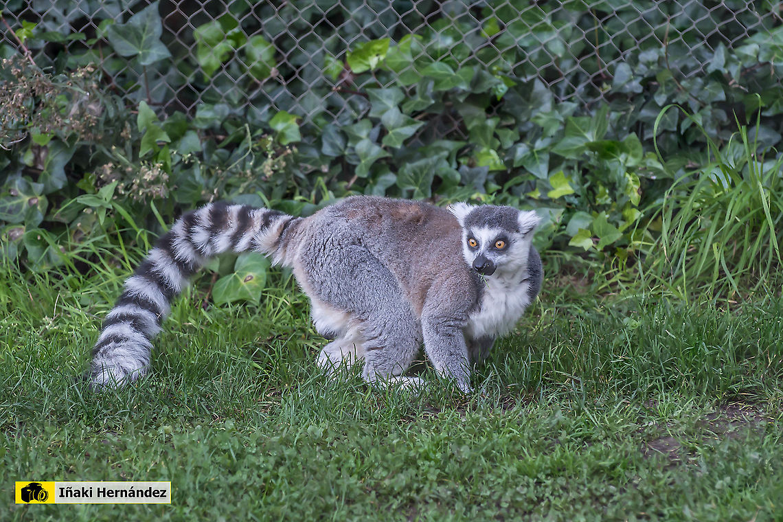 Ring-tailed lemur (Lemur catta) Lemur de cola anillada (Lemur catta) Geotagged,Lemur catta,Ring-tailed lemur,Spain,spain
