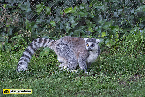Ring-tailed lemur (Lemur catta) Lemur de cola anillada (Lemur catta) Geotagged,Lemur catta,Ring-tailed lemur,Spain,spain
