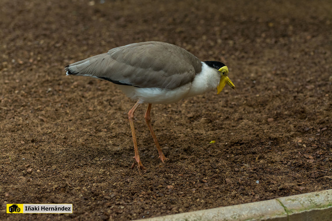 Masked Lapwing (Vanellus miles) Avefr&iacute;a militar (Vanellus miles) Geotagged,Masked Lapwing,Spain,Spring,Vanellus miles