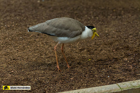 Masked Lapwing (Vanellus miles) Avefr&iacute;a militar (Vanellus miles) Geotagged,Masked Lapwing,Spain,Spring,Vanellus miles