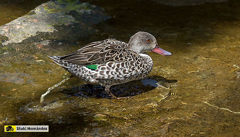 Cape Teal (Anas capensis) Cerceta del Cabo (Anas capensis) Anas capensis,Cape Teal,Geotagged,Spain,Spring