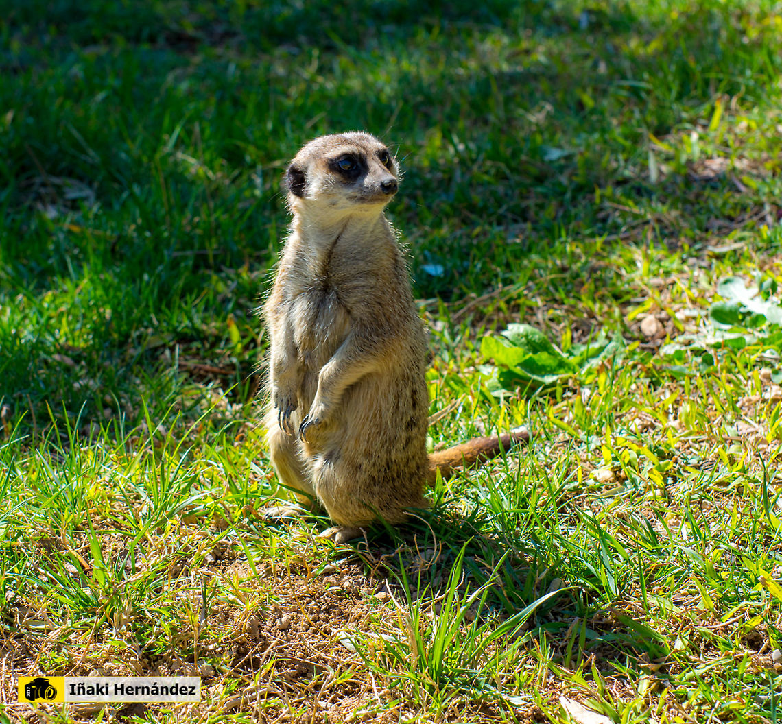 Meerkat (Suricata suricatta) Suricata (Suricata suricatta)<br />
<br />
<figure class="photo"><a href="https://www.jungledragon.com/image/139993/meerkat_suricata_suricatta.html" title="Meerkat (Suricata suricatta)"><img src="https://s3.amazonaws.com/media.jungledragon.com/images/6660/139993_thumb.jpg?AWSAccessKeyId=05GMT0V3GWVNE7GGM1R2&Expires=1770854410&Signature=Gb3Y1jKoi%2BLL8A9aPwDlMSInNhI%3D" width="200" height="130" alt="Meerkat (Suricata suricatta) suricata​ (Suricata suricatta)<br />
<br />
https://www.jungledragon.com/image/127137/meerkat_suricata_suricatta.html Geotagged,Meerkat,Spain,Summer,Suricata suricatta" /></a></figure> Geotagged,Meerkat,Spain,Suricata suricatta,Winter