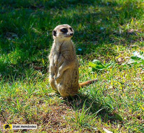 Meerkat (Suricata suricatta) Suricata (Suricata suricatta)

https://www.jungledragon.com/image/139993/meerkat_suricata_suricatta.html Geotagged,Meerkat,Spain,Suricata suricatta,Winter