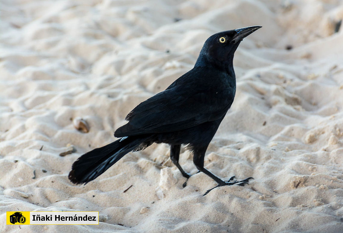 Greater Antillean grackle (Quiscalus niger) Zanate antillano (Quiscalus niger) Dominican Republic,Geotagged,Greater Antillean grackle,Quiscalus niger,Summer