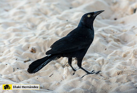 Greater Antillean grackle (Quiscalus niger) Zanate antillano (Quiscalus niger) Dominican Republic,Geotagged,Greater Antillean grackle,Quiscalus niger,Summer