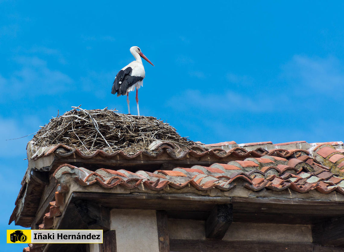 White Stork (Ciconia ciconia) Cig&uuml;e&ntilde;a blanca (Ciconia ciconia) Ciconia ciconia,Geotagged,Spain,Spring,White Stork