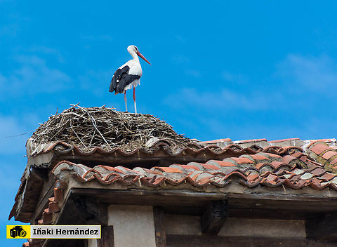 White Stork (Ciconia ciconia) Cig&uuml;e&ntilde;a blanca (Ciconia ciconia) Ciconia ciconia,Geotagged,Spain,Spring,White Stork