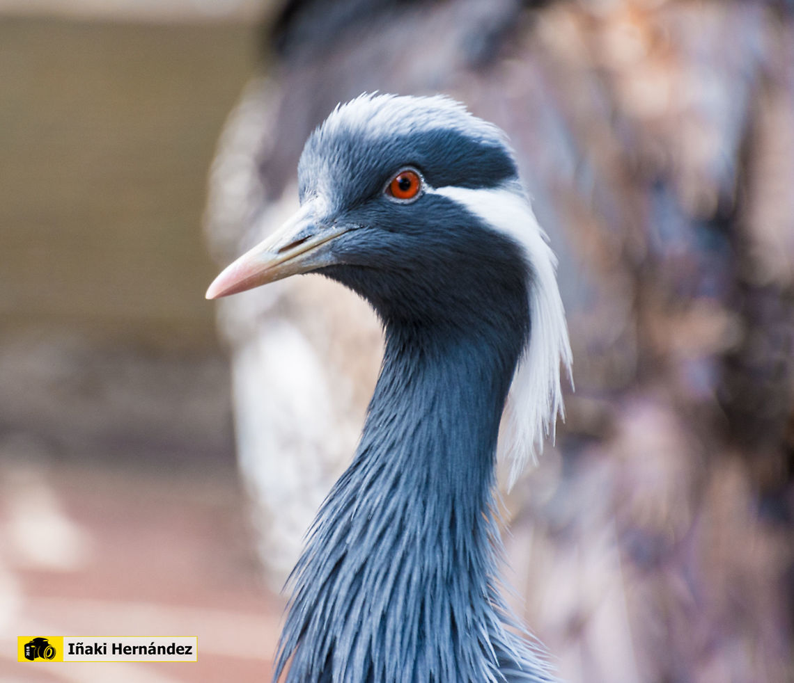 Demoiselle Crane​ (Anthropoides virgo) Grulla damisela​ (Anthropoides virgo) Anthropoides virgo,Demoiselle Crane,Geotagged,Spain,Winter