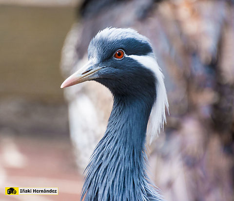 Demoiselle Crane​ (Anthropoides virgo) Grulla damisela​ (Anthropoides virgo) Anthropoides virgo,Demoiselle Crane,Geotagged,Spain,Winter