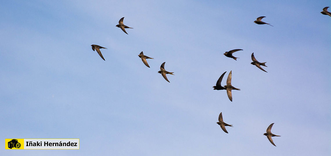 Common Swift (Apus apus) Vencejo com&uacute;n (Apus apus) Apus apus,Common Swift,Geotagged,Spain,Spring