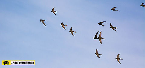 Common Swift (Apus apus) Vencejo común (Apus apus) Apus apus,Common Swift,Geotagged,Spain,Spring