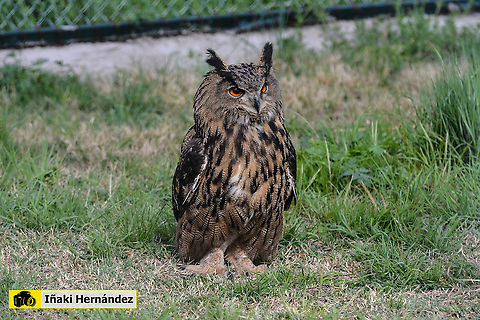 Eurasian eagle-owl (Bubo bubo) Buho real (Bubo bubo) Bubo bubo,Eurasian eagle-owl,Geotagged,Spain