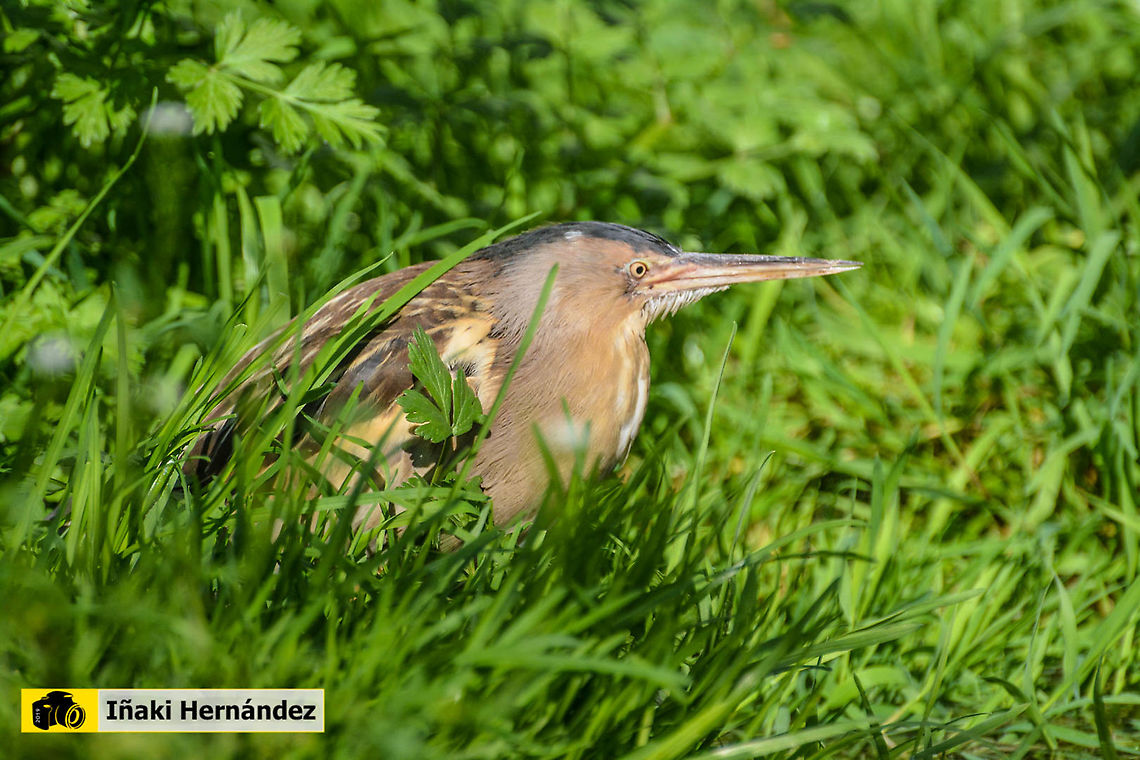 Little Bittern (Ixobrychus minutus)​ Avetorillo com&uacute;n (Ixobrychus minutus)​ Geotagged,Ixobrychus minutus,Little Bittern,Portugal
