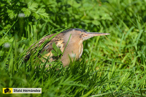 Little Bittern (Ixobrychus minutus)​ Avetorillo común (Ixobrychus minutus)​ Geotagged,Ixobrychus minutus,Little Bittern,Portugal