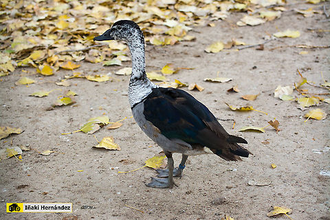 young male of Knob-billed duck (Sarkidiornis melanotos) Joven macho de Pato crestudo​ (Sarkidiornis melanotos) Fall,Geotagged,Knob-billed duck,Sarkidiornis melanotos,Spain