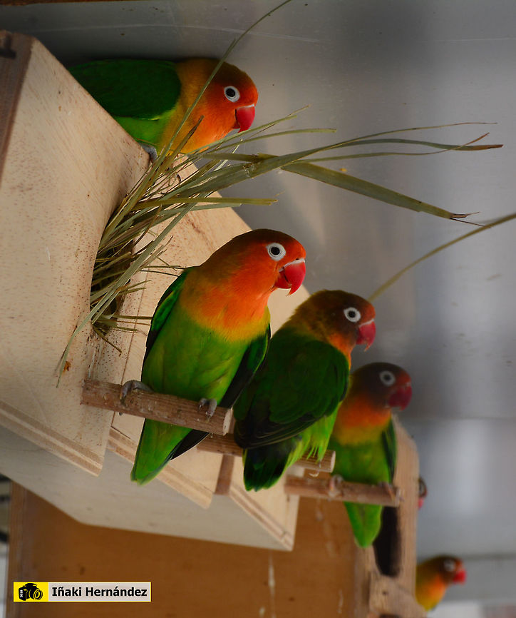 Fischer's lovebird (Agapornis fisheri) Agapornis Fisher (Agapornis fisheri) Agapornis fischeri,Fischer's lovebird,Geotagged,Spain,Summer