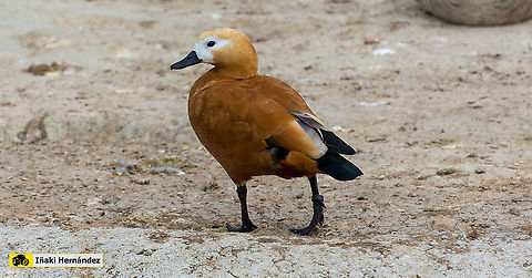 Ruddy Shelduck (Tadorna ferruginea) Tarro canelo (Tadorna ferruginea) Fall,Geotagged,Ruddy Shelduck,Spain,Tadorna ferruginea