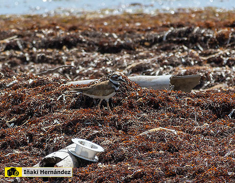 Killdeer (Charadrius vociferus) Chorlitejo culirrojo (Charadrius vociferus) Charadrius vociferus,Dominican Republic,Geotagged,Killdeer,Summer