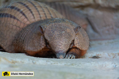 Six-banded armadillo (Euphractus sexcintus) Armadillo de seis bandas (Euphractus sexcintus) Euphractus sexcinctus,Geotagged,Six-banded armadillo,Spain,Summer