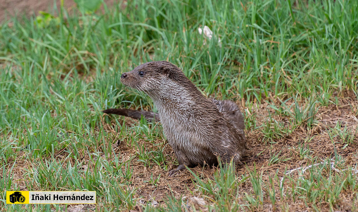 European otter (Lutra lutra) Nutria europea o pale&aacute;rtica (Lutra lutra)<br />
<br />
<figure class="photo"><a href="https://www.jungledragon.com/image/145898/european_otter_lutra_lutra.html" title="European otter (Lutra lutra)"><img src="https://s3.amazonaws.com/media.jungledragon.com/images/6660/145898_thumb.jpg?AWSAccessKeyId=05GMT0V3GWVNE7GGM1R2&Expires=1769040010&Signature=PQNpPbJfoVrapR9pK7IV4D6%2FhXc%3D" width="200" height="142" alt="European otter (Lutra lutra) Nutria europea (Lutra lutra)<br />
<br />
https://www.jungledragon.com/image/127153/european_otter_lutra_lutra.html European otter,Geotagged,Lutra lutra,Spain,Summer" /></a></figure> European otter,Geotagged,Lutra lutra,Spain,Summer