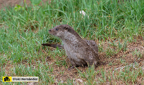 European otter (Lutra lutra) Nutria europea o paleártica (Lutra lutra)

https://www.jungledragon.com/image/145898/european_otter_lutra_lutra.html European otter,Geotagged,Lutra lutra,Spain,Summer