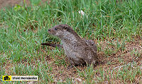 European otter (Lutra lutra) Nutria europea o pale&aacute;rtica (Lutra lutra)<br />
<br />
https://www.jungledragon.com/image/145898/european_otter_lutra_lutra.html European otter,Geotagged,Lutra lutra,Spain,Summer