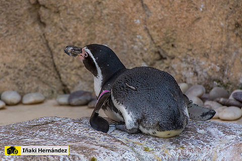 Humboldt Penguin (Spheniscus humboldti) Pingüino de Humboldt (Spheniscus humboldti) Geotagged,Humboldt Penguin,Spain,Spheniscus humboldti,Summer