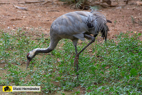 Common Crane (Grus grus) Grulla común (Grus grus)

In flight  / En vuelo
https://www.jungledragon.com/image/127046/common_crane_grus_grus.html Common Crane,Geotagged,Grus grus,Spain,Summer