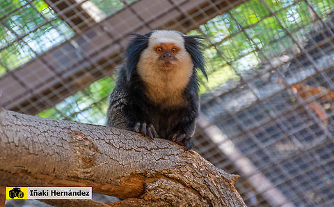Geoffroys tamariny (Saguinus geoffroyi) Tamarino de Geoffroy (Saguinus geoffroyi) Geoffroys tamarin,Geotagged,Saguinus geoffroyi,Spain,Summer