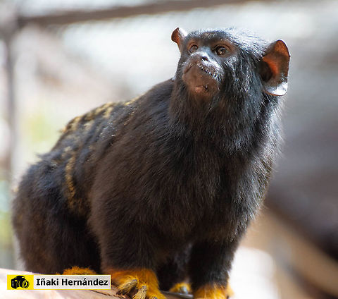 Red-handed tamarin (Saguinus midas) Tamarino midas o tití manos rubias (Saguinus midas) Geotagged,Red-handed tamarin,Saguinus midas,Spain,Summer